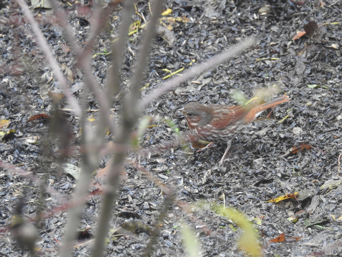 Fox Sparrow - ML121691481