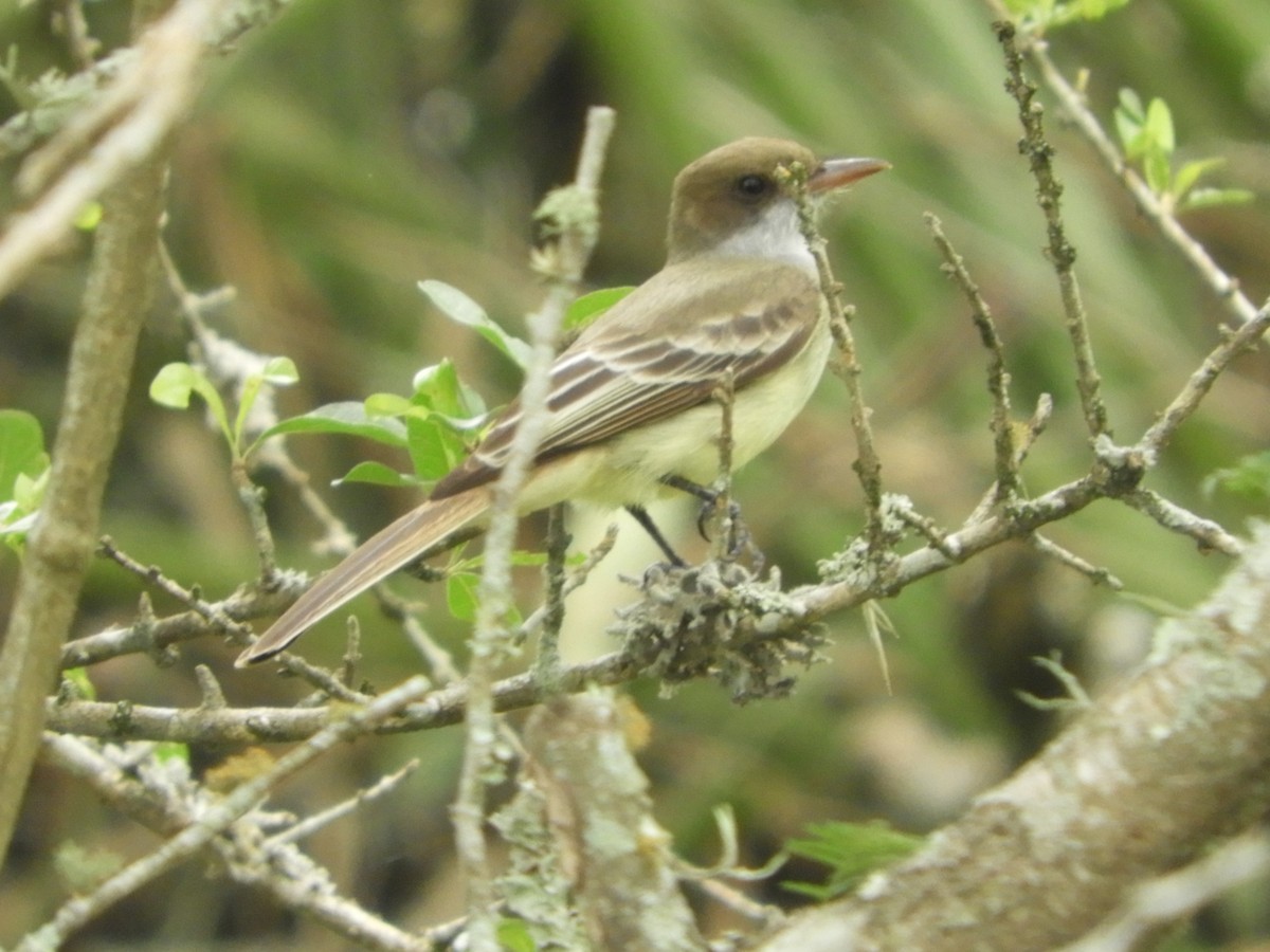 Swainson's Flycatcher - Silvia Enggist