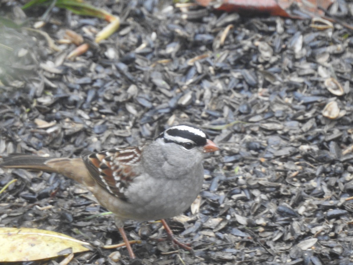 White-crowned Sparrow - Geauga Park District Naturalists