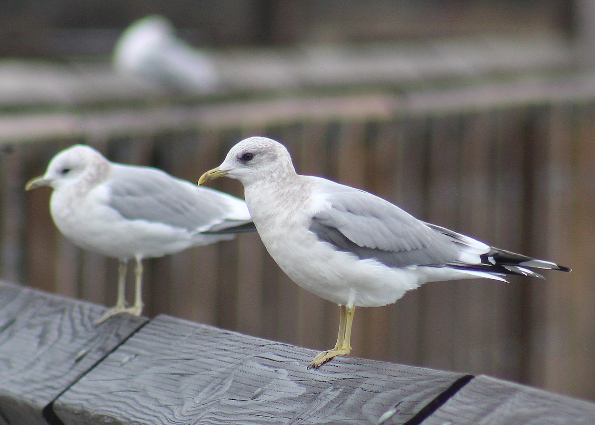 Short-billed Gull - Jon. Anderson