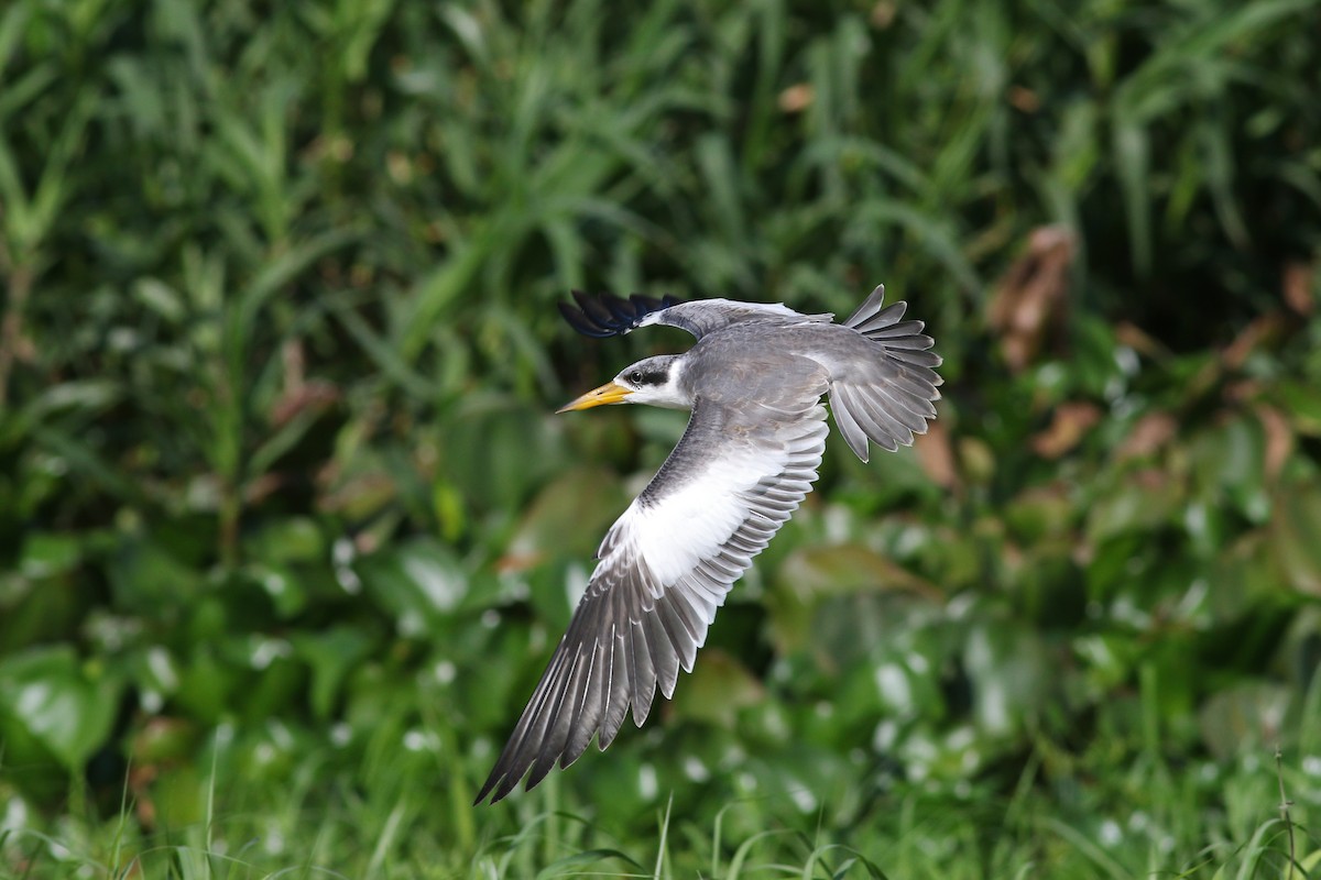 Large-billed Tern - ML121693571