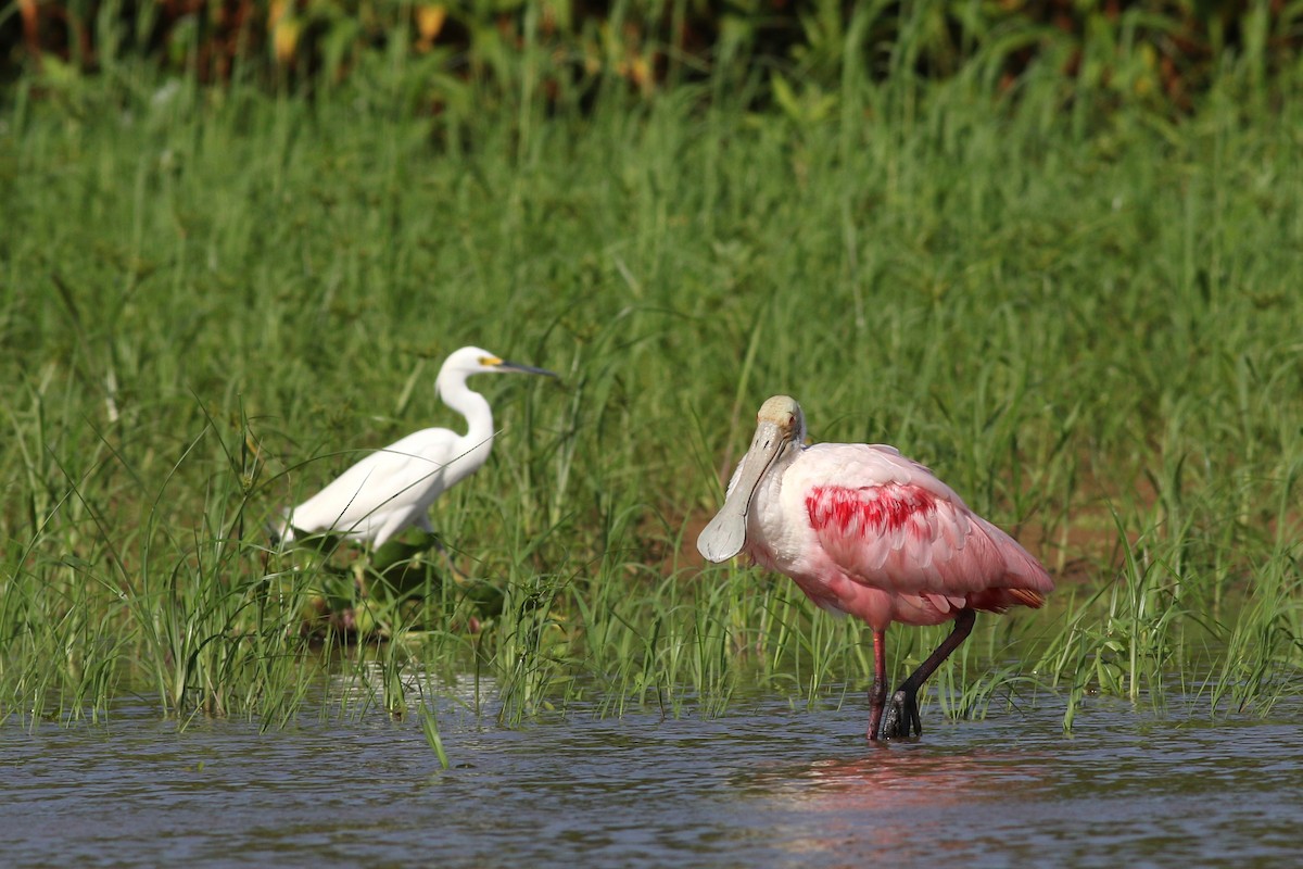 Roseate Spoonbill - Nick Bonomo