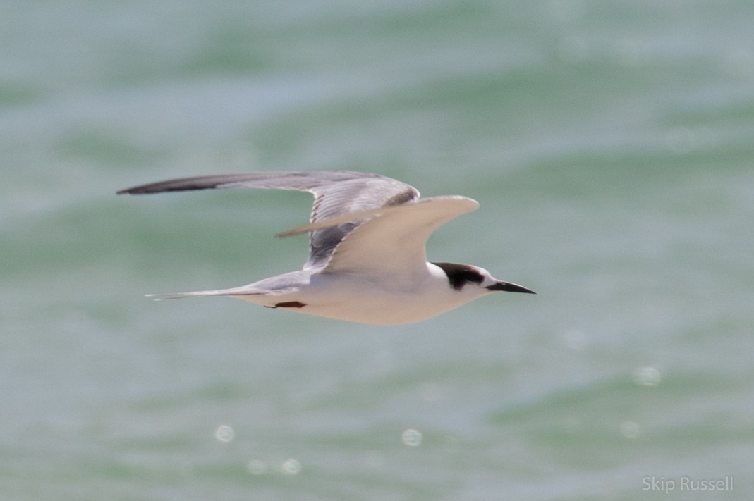 Common Tern - ML121694111