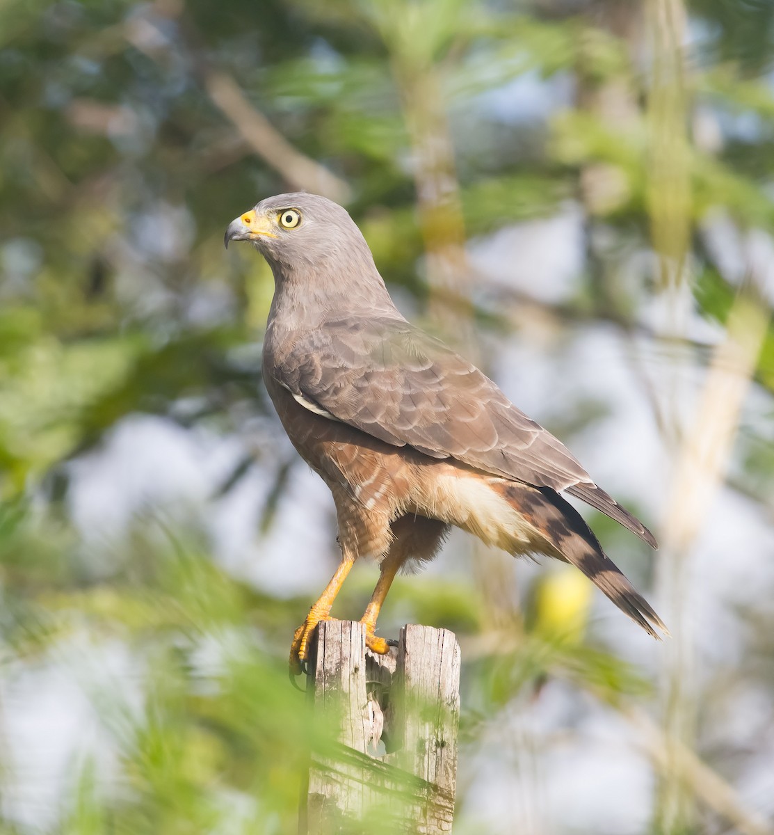 Buse à gros bec - ML121696871