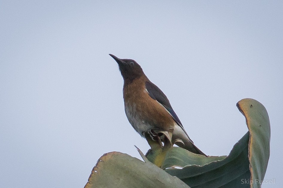 Madagascar Starling - ML121697611