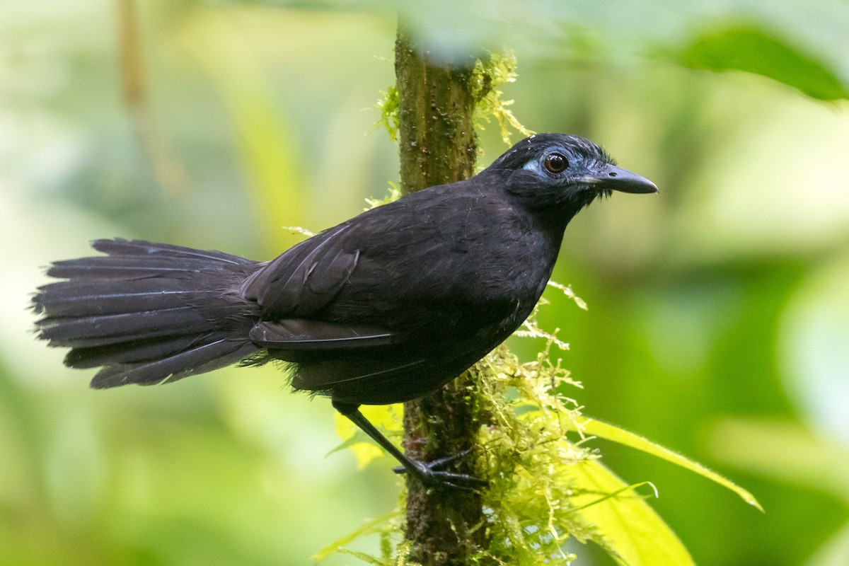 Zeledon's Antbird - Rob Felix