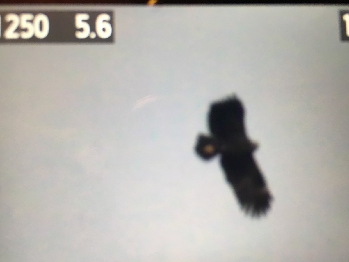 Greater Spotted Eagle - ML121699801