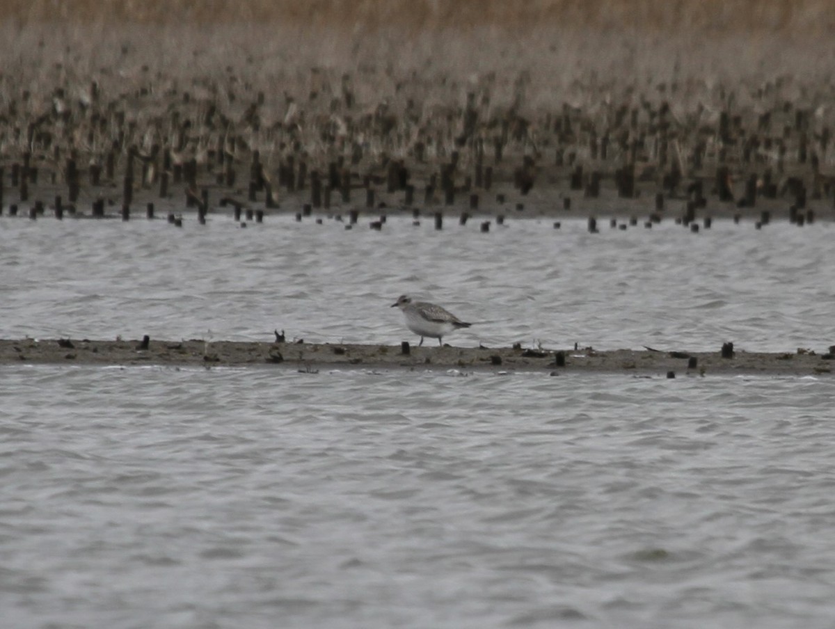 Black-bellied Plover - ML121701111