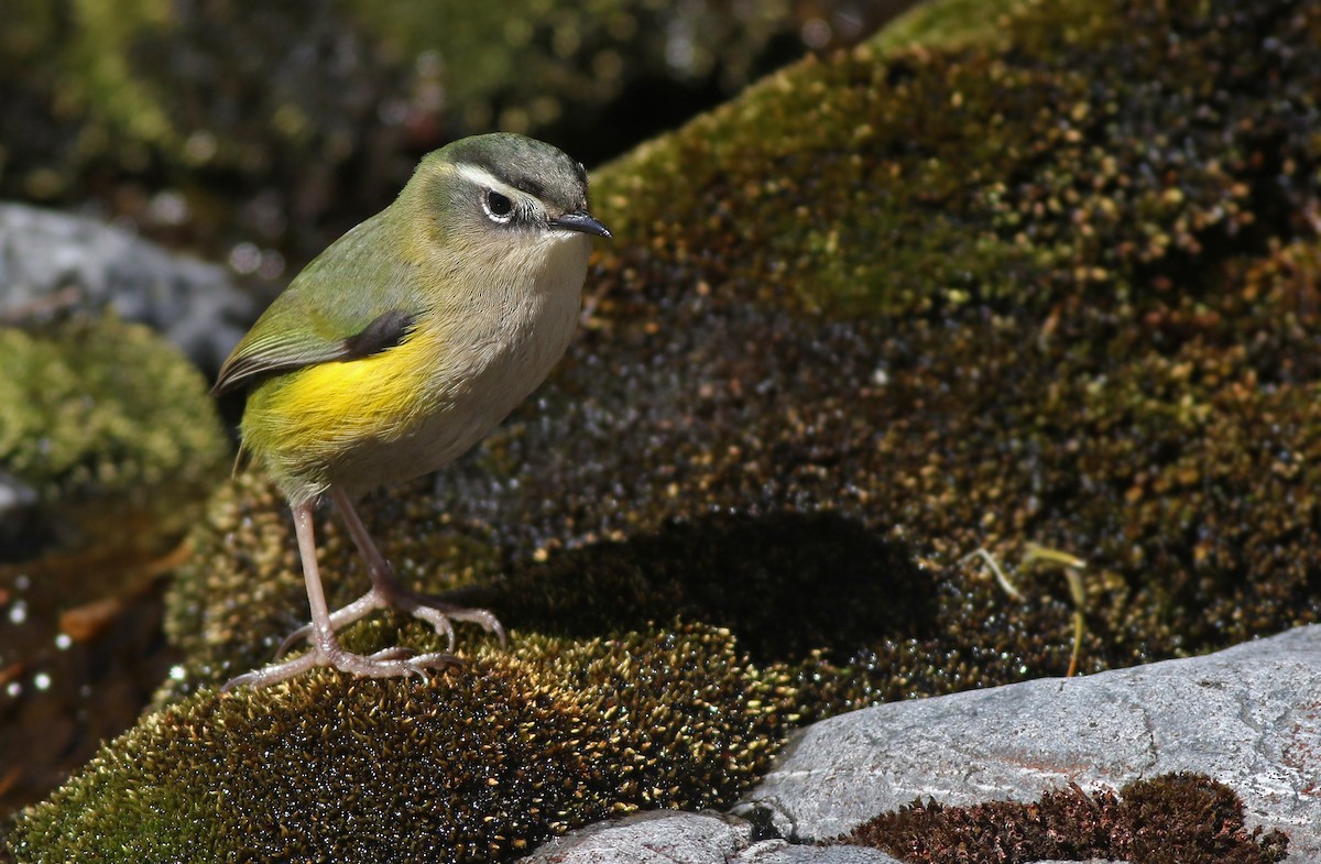 South Island Wren - ML121702291