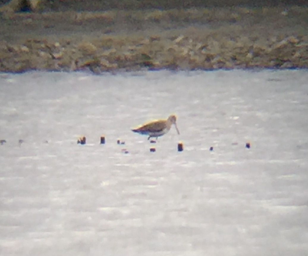 Hudsonian Godwit - ML121702451