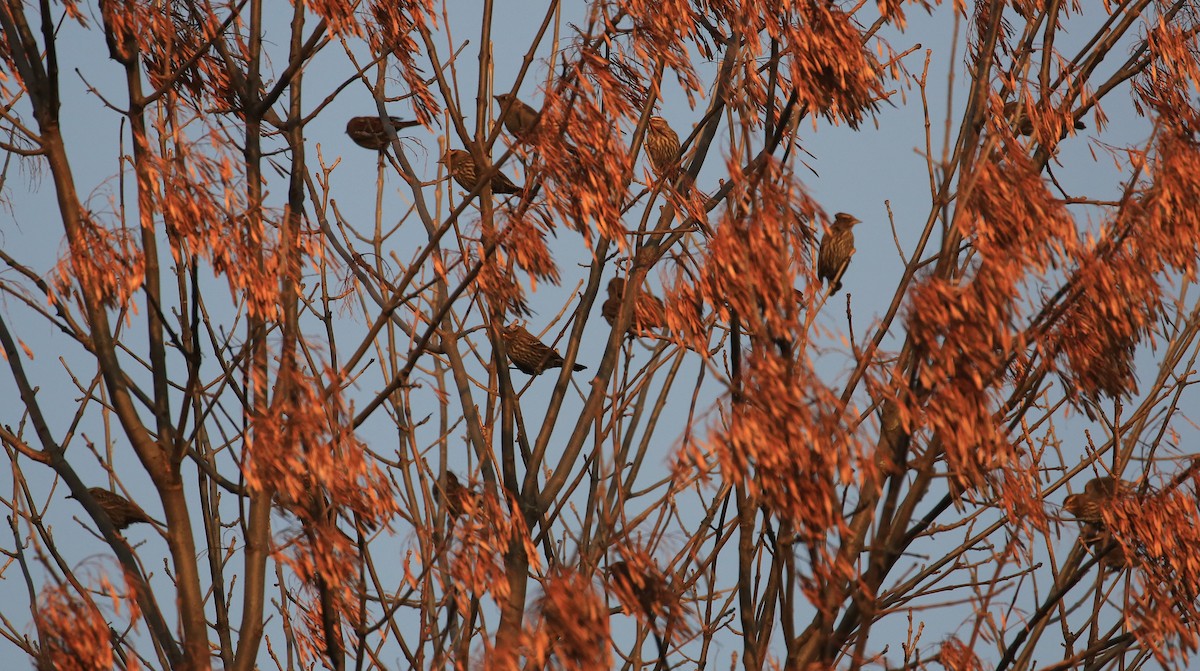 Red-winged Blackbird (Red-winged) - Tim Lenz