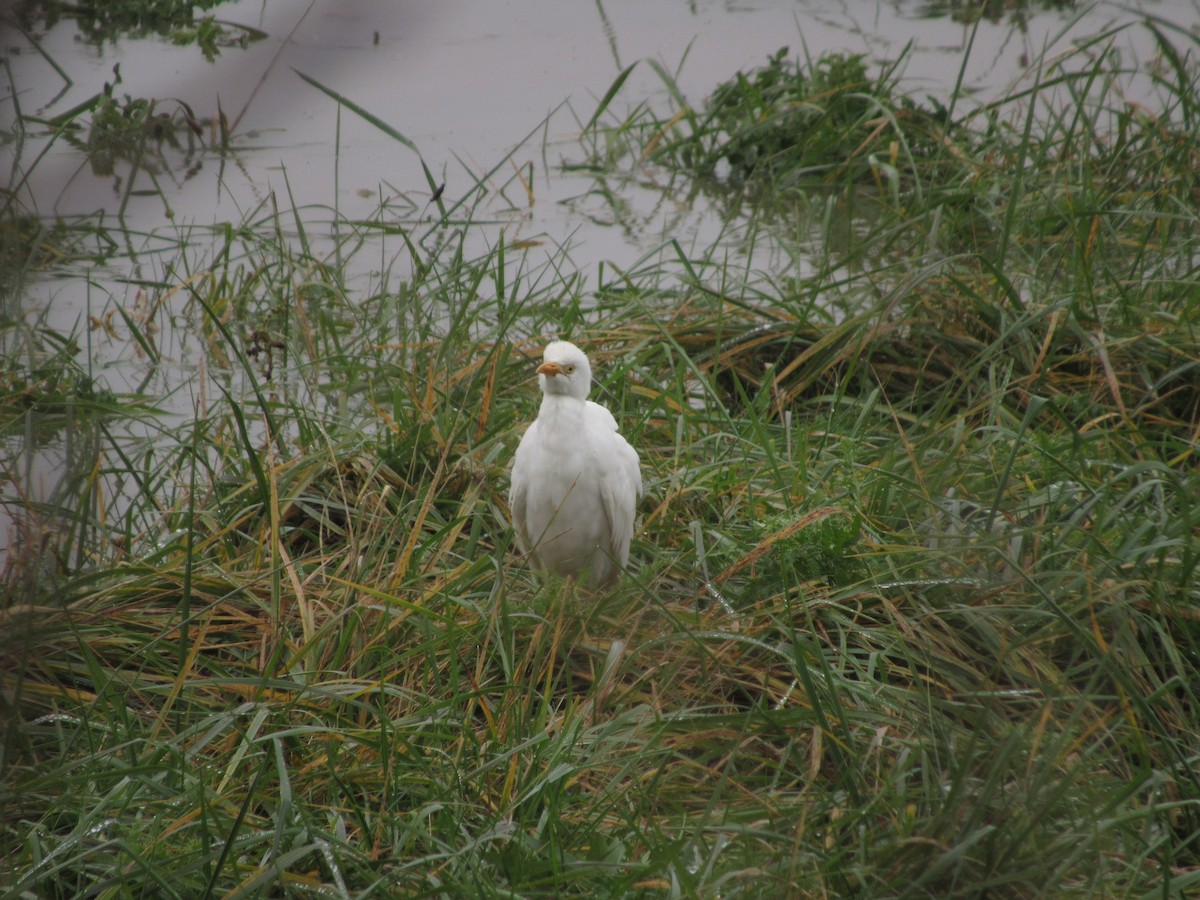 Western Cattle-Egret - ML121702741