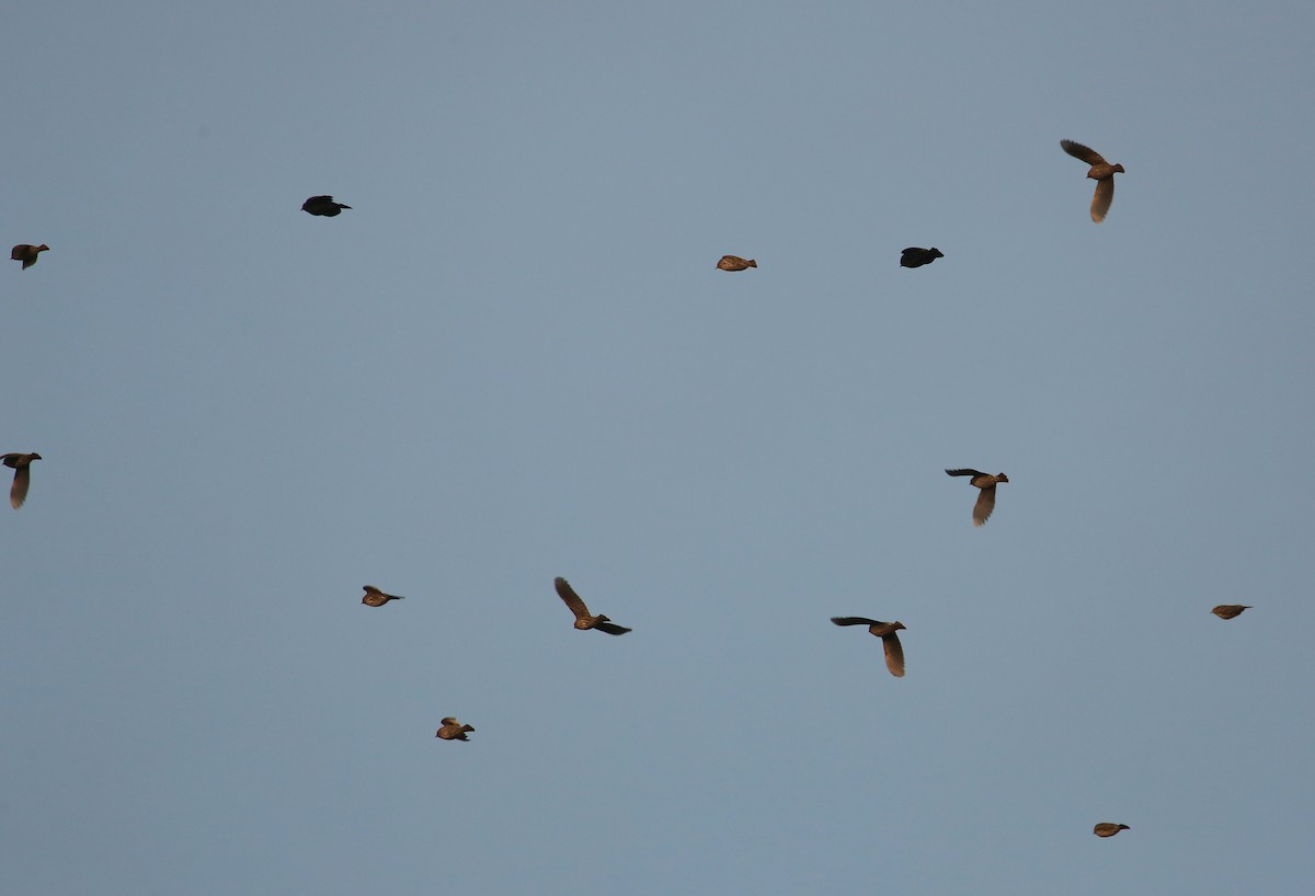 Red-winged Blackbird (Red-winged) - ML121702931