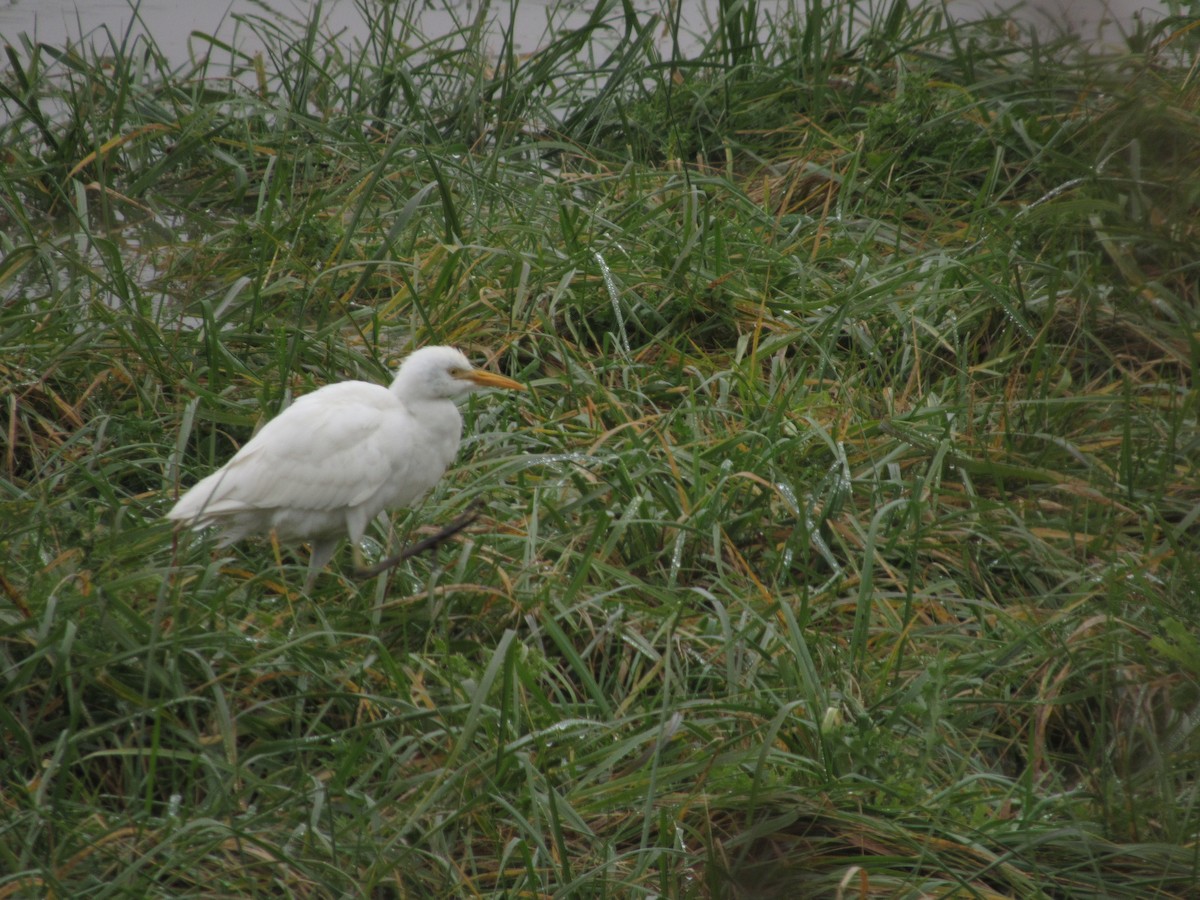 Western Cattle-Egret - ML121702971
