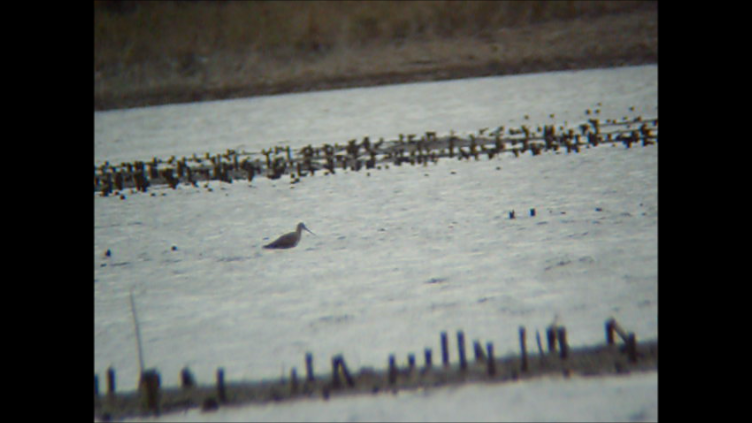 Hudsonian Godwit - ML121703111