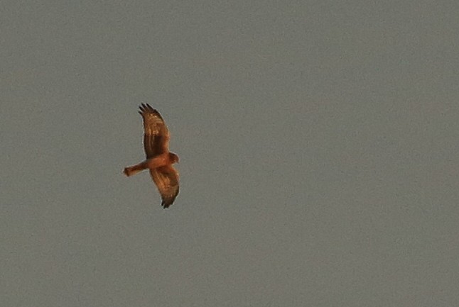 Northern Harrier - ML121703201