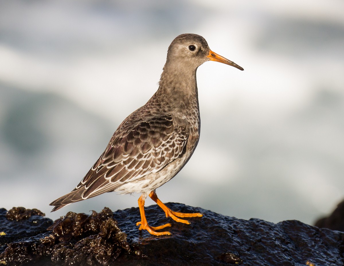 Purple Sandpiper - ML121704411