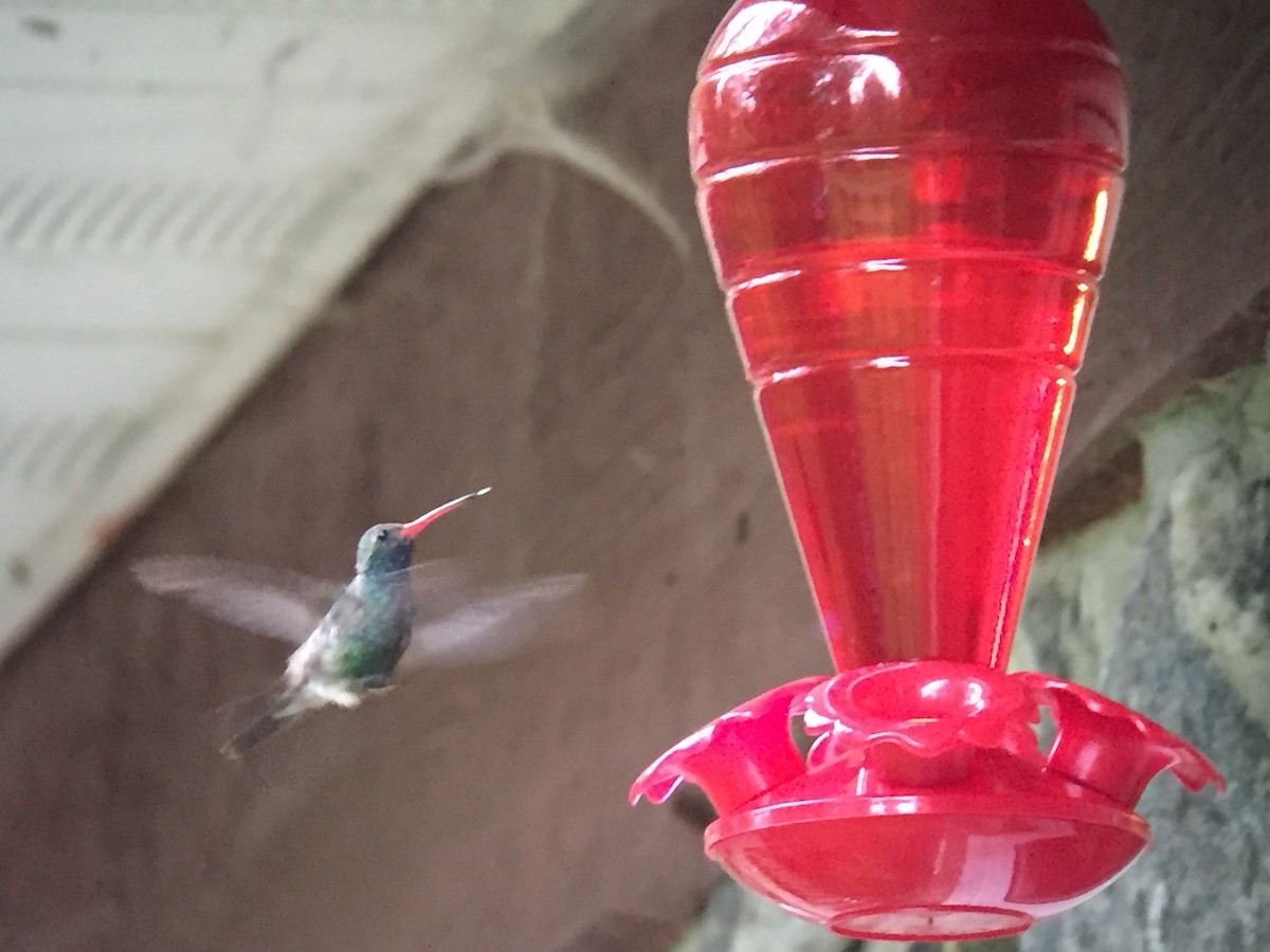 Broad-billed Hummingbird - ML121705611
