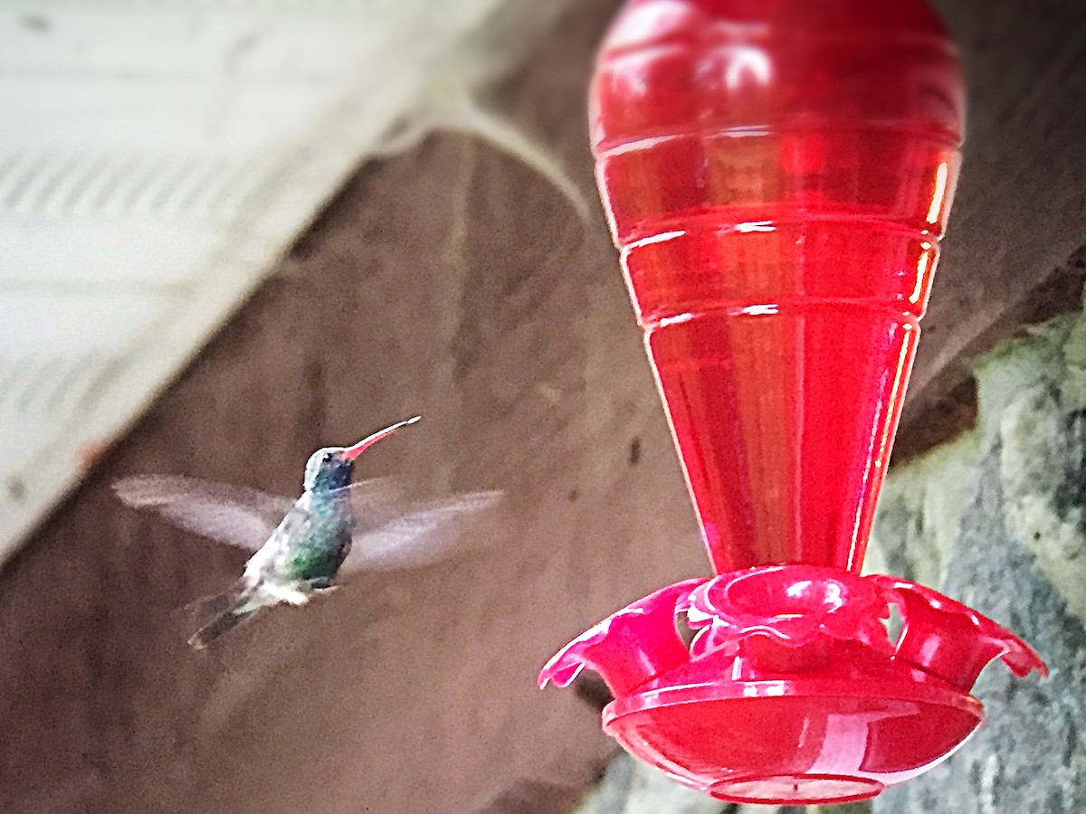 Broad-billed Hummingbird - ML121705621