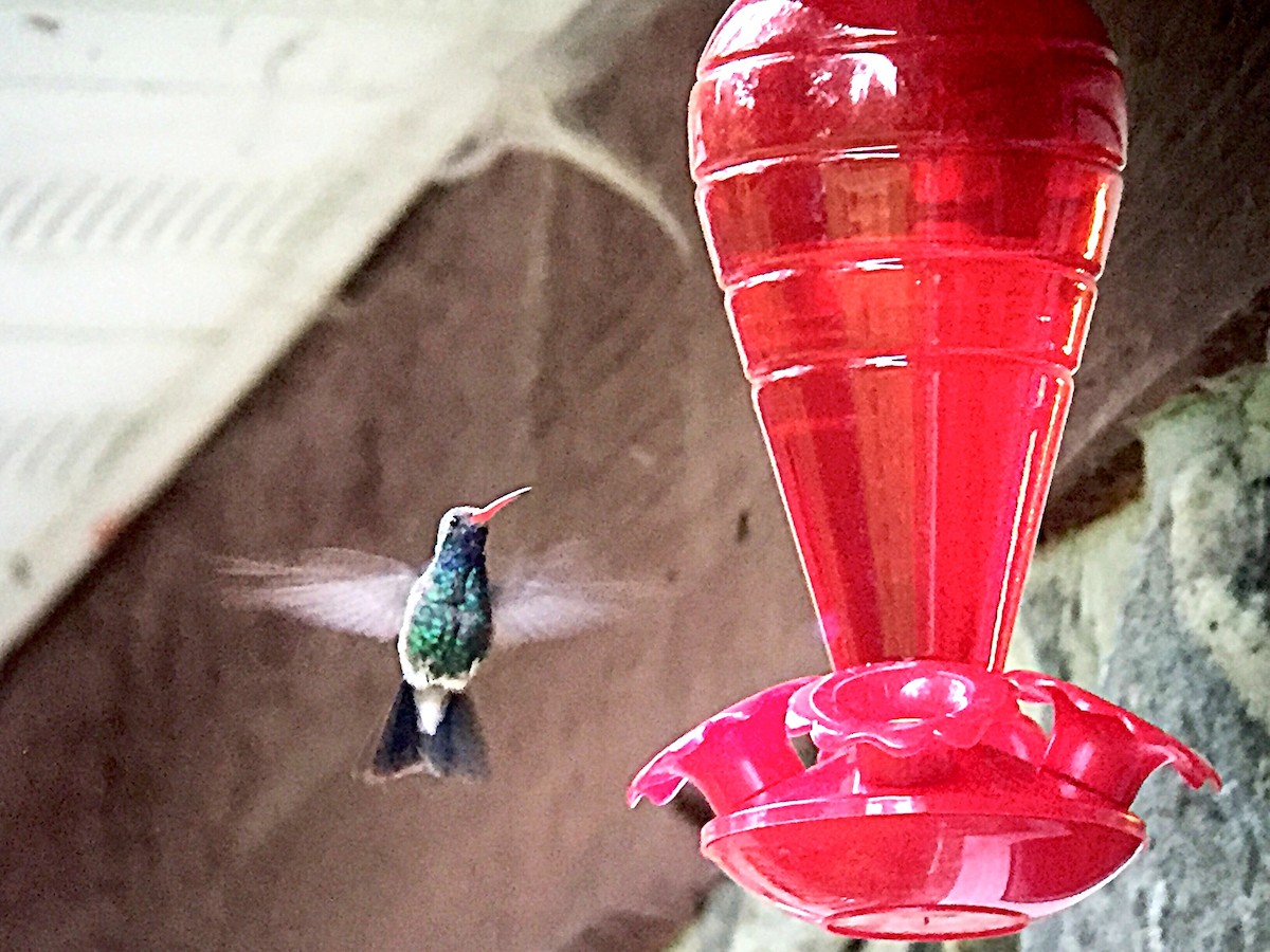 Broad-billed Hummingbird - ML121705631