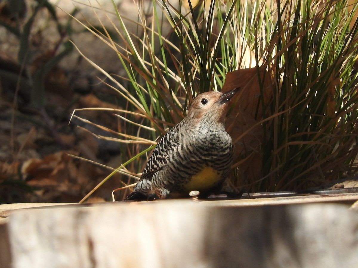 Williamson's Sapsucker - ML121706931