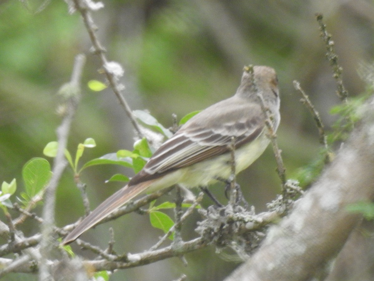 Swainson's Flycatcher - Viviana Giqueaux