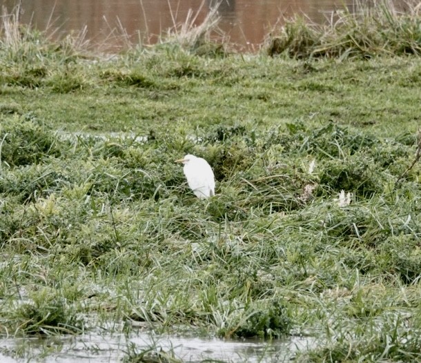 Western Cattle-Egret - ML121708321