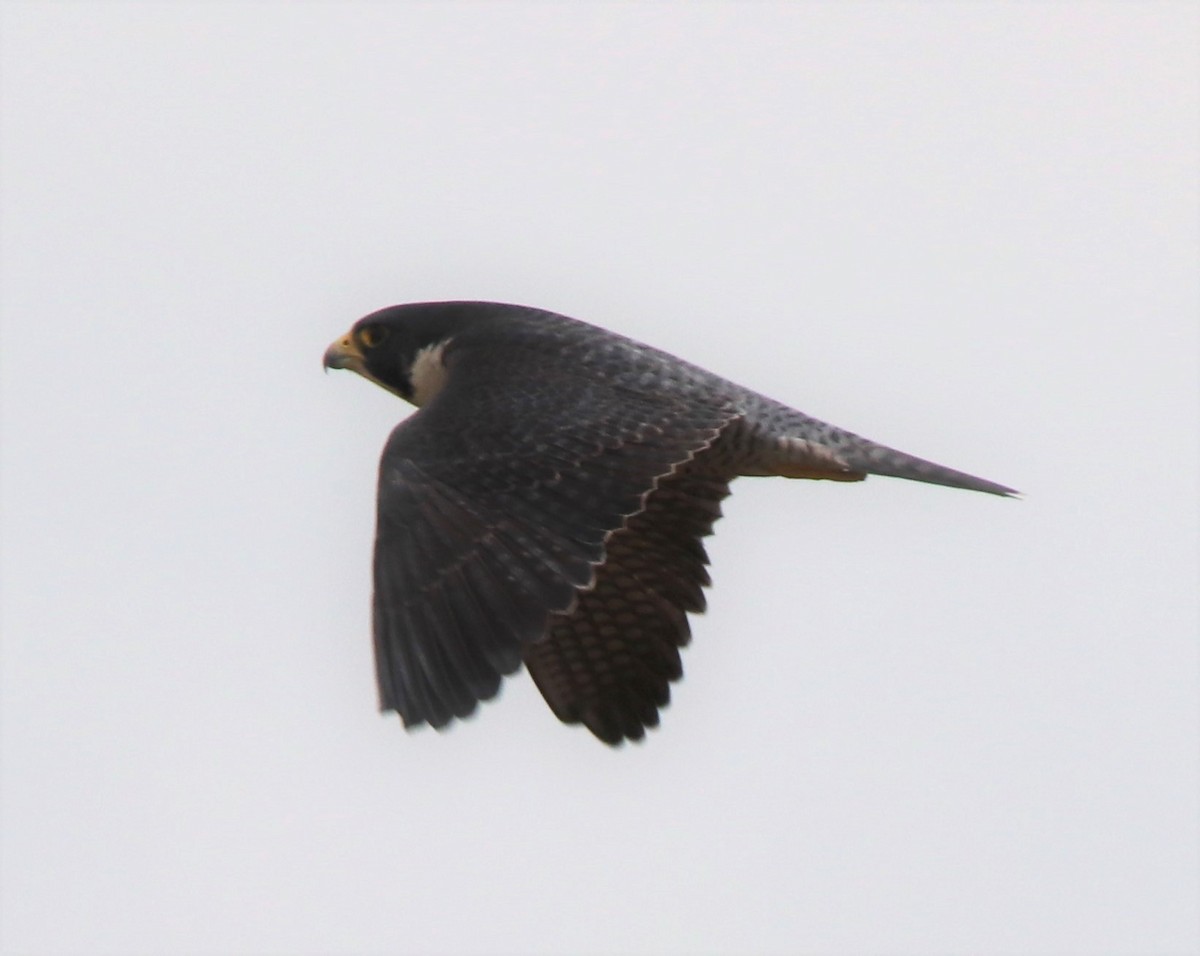 Peregrine Falcon - ML121708581