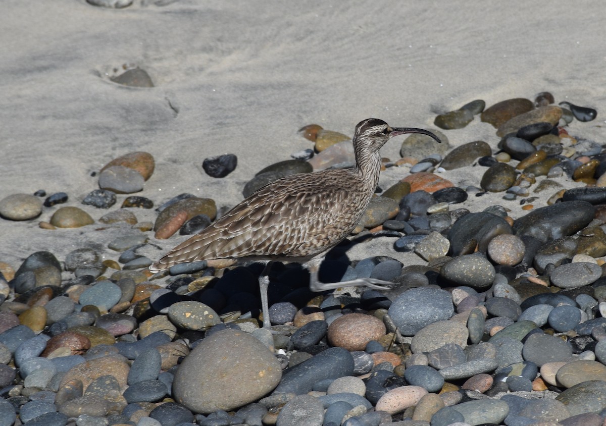 Regenbrachvogel - ML121710681