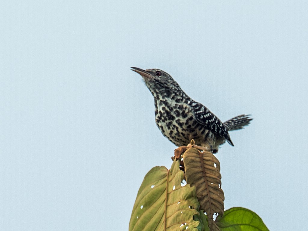 Band-backed Wren - ML121710841