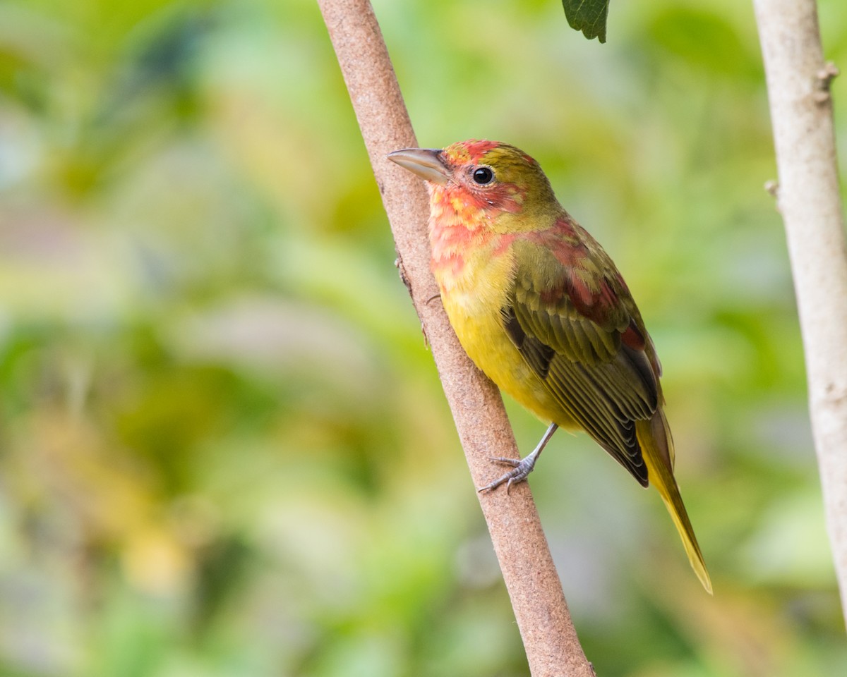 Summer Tanager - ML121712441