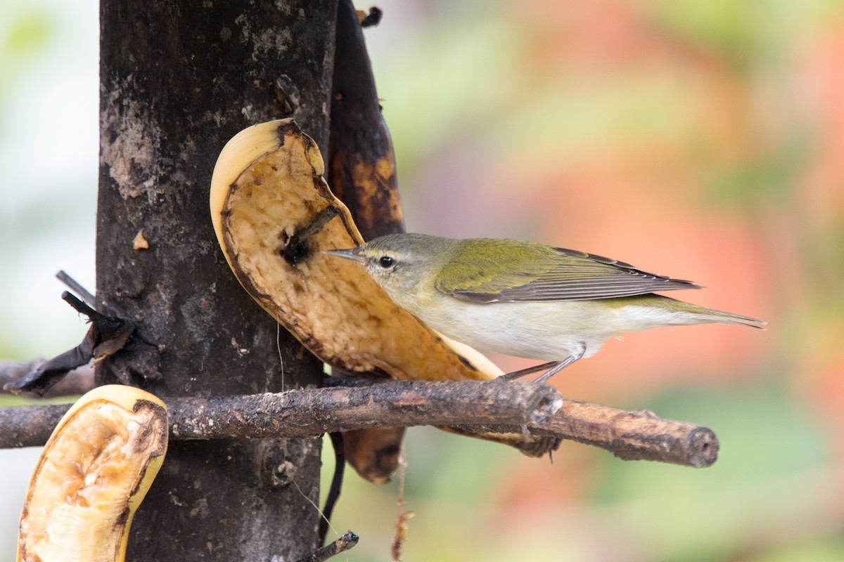 Tennessee Warbler - ML121712681