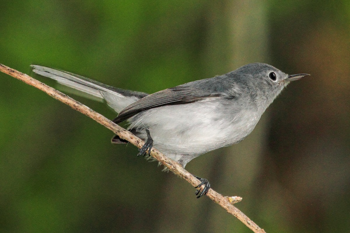 Gobemoucheron gris-bleu - ML121715701