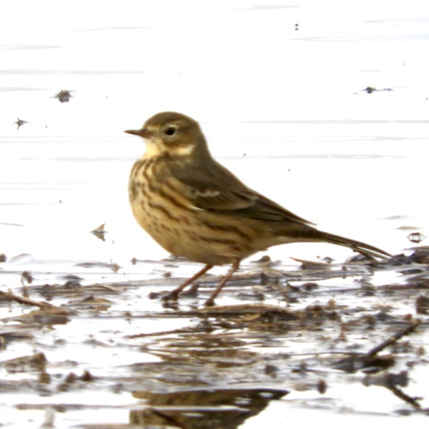 American Pipit - Lois Rockhill
