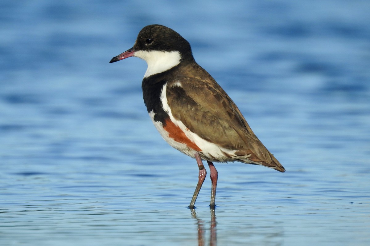 Red-kneed Dotterel - ML121719661