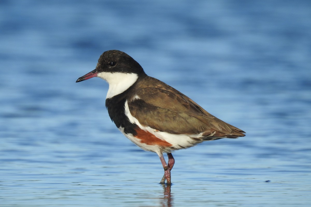 Red-kneed Dotterel - ML121719871