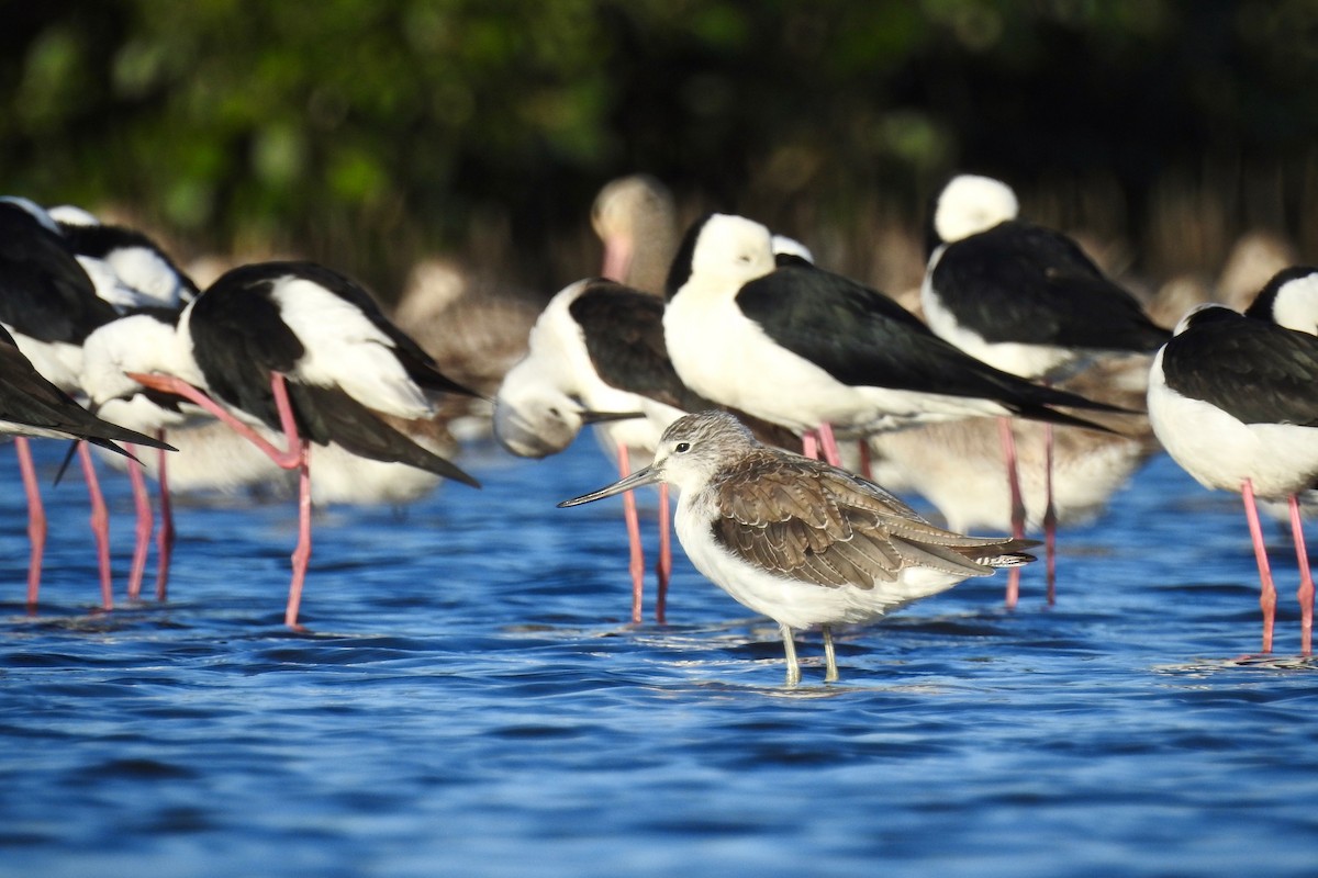 Common Greenshank - ML121720321