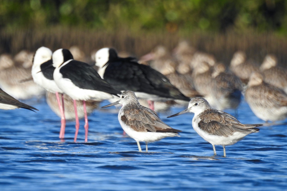 Common Greenshank - ML121720851