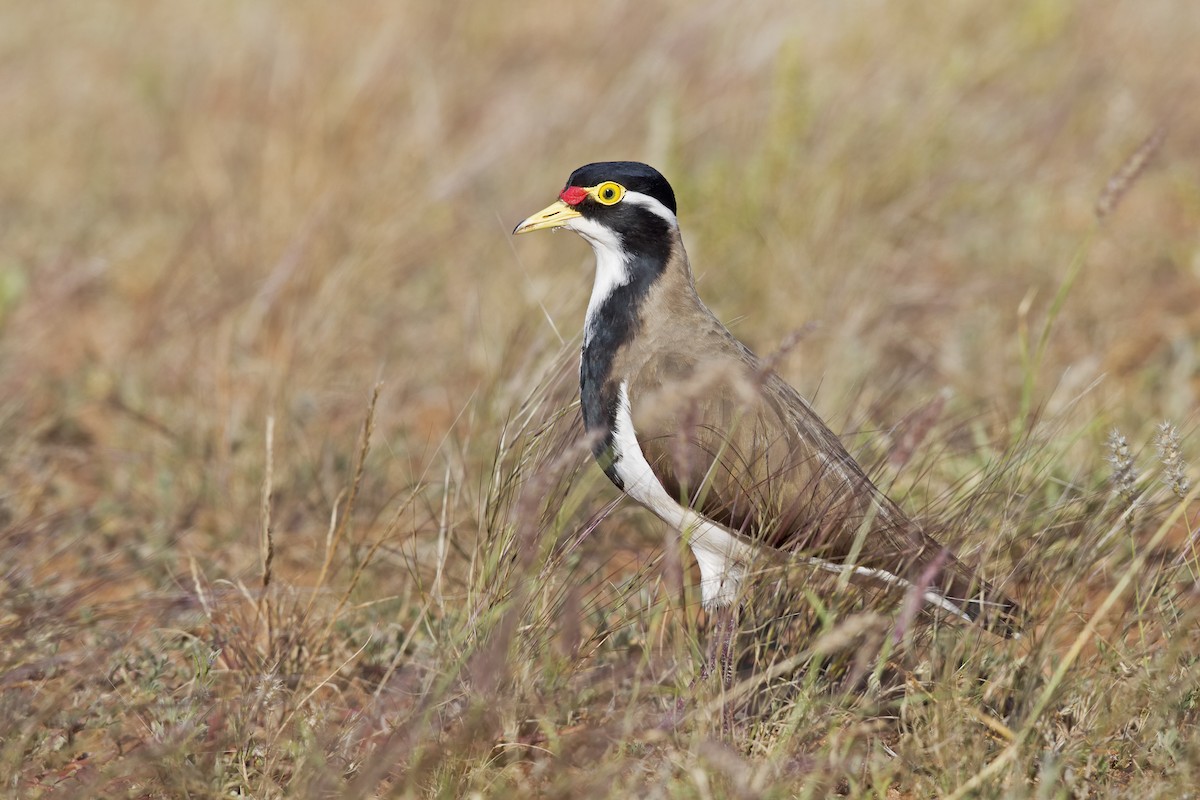 Banded Lapwing - Mat Gilfedder