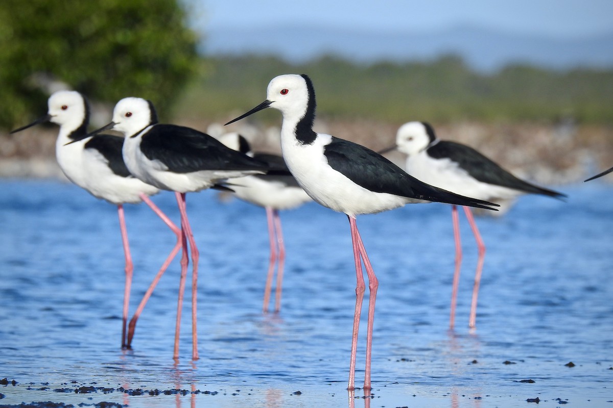 Pied Stilt - ML121722751