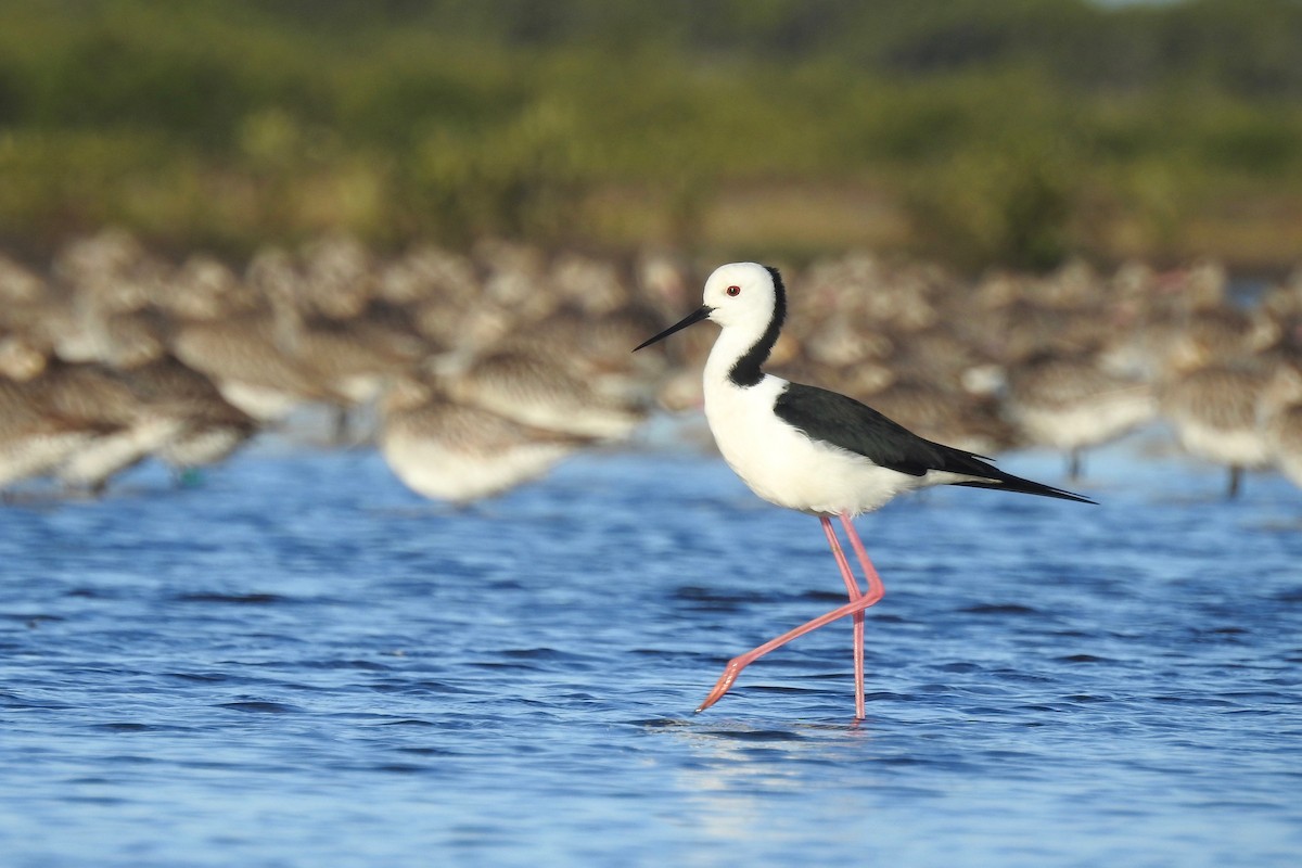 Pied Stilt - ML121722831