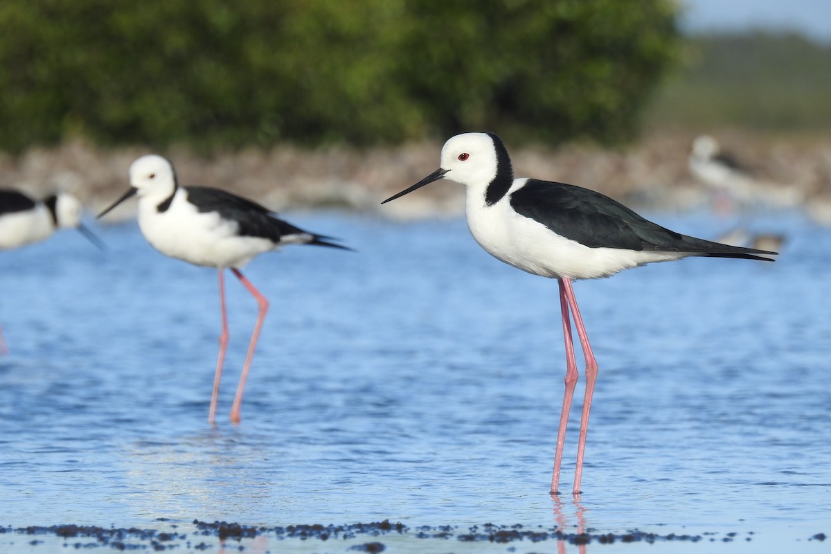 Pied Stilt - ML121722921