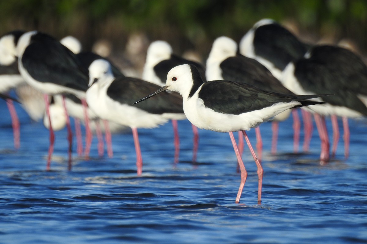 Pied Stilt - ML121722981