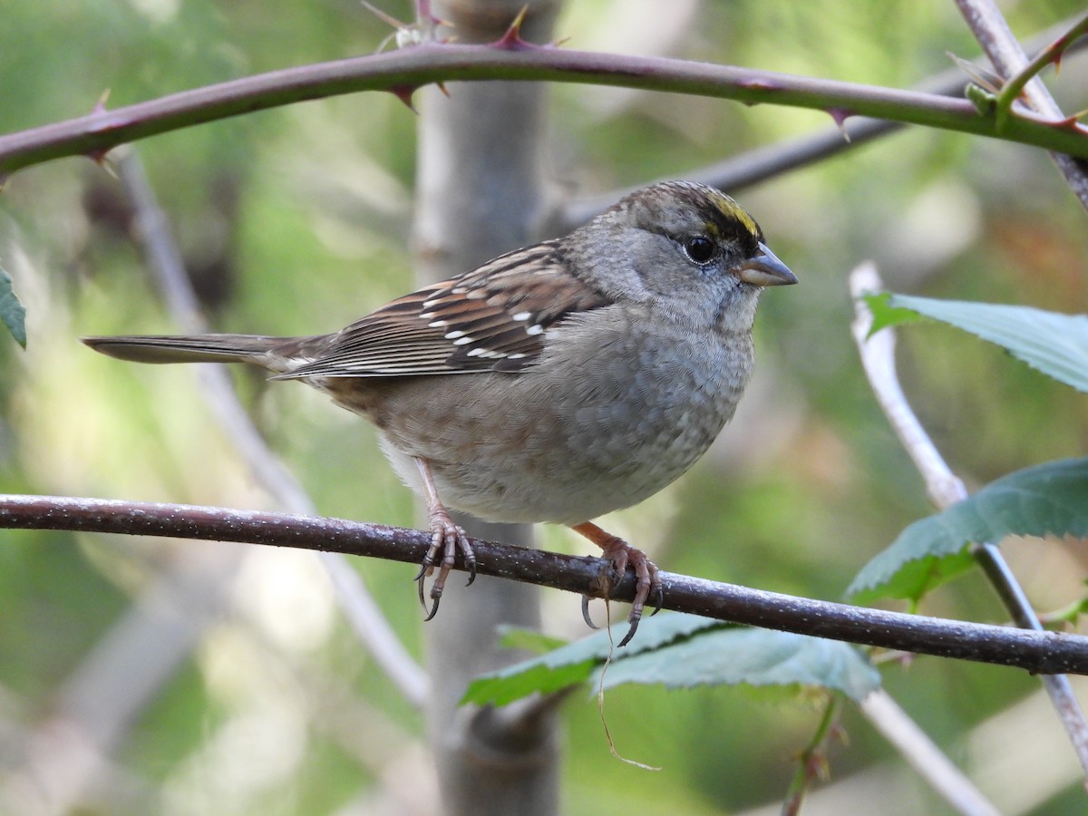Golden-crowned Sparrow - Colby Neuman