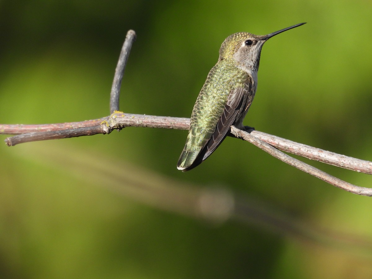 Anna's Hummingbird - ML121725091