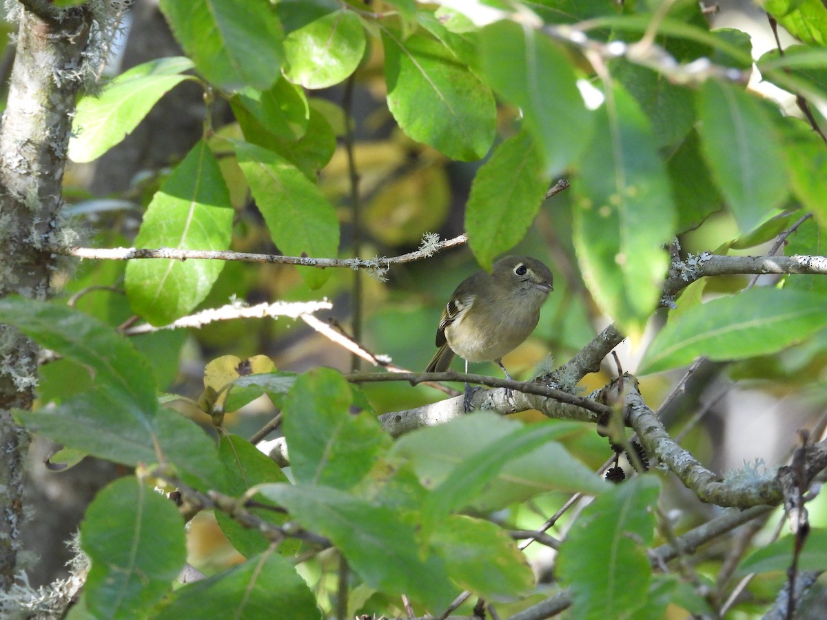 Hutton's Vireo - ML121725161