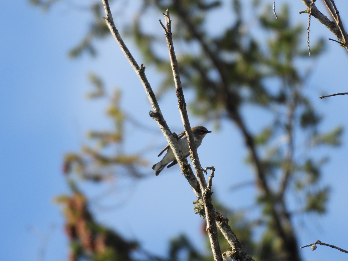 Yellow-rumped Warbler (Myrtle) - ML121725531