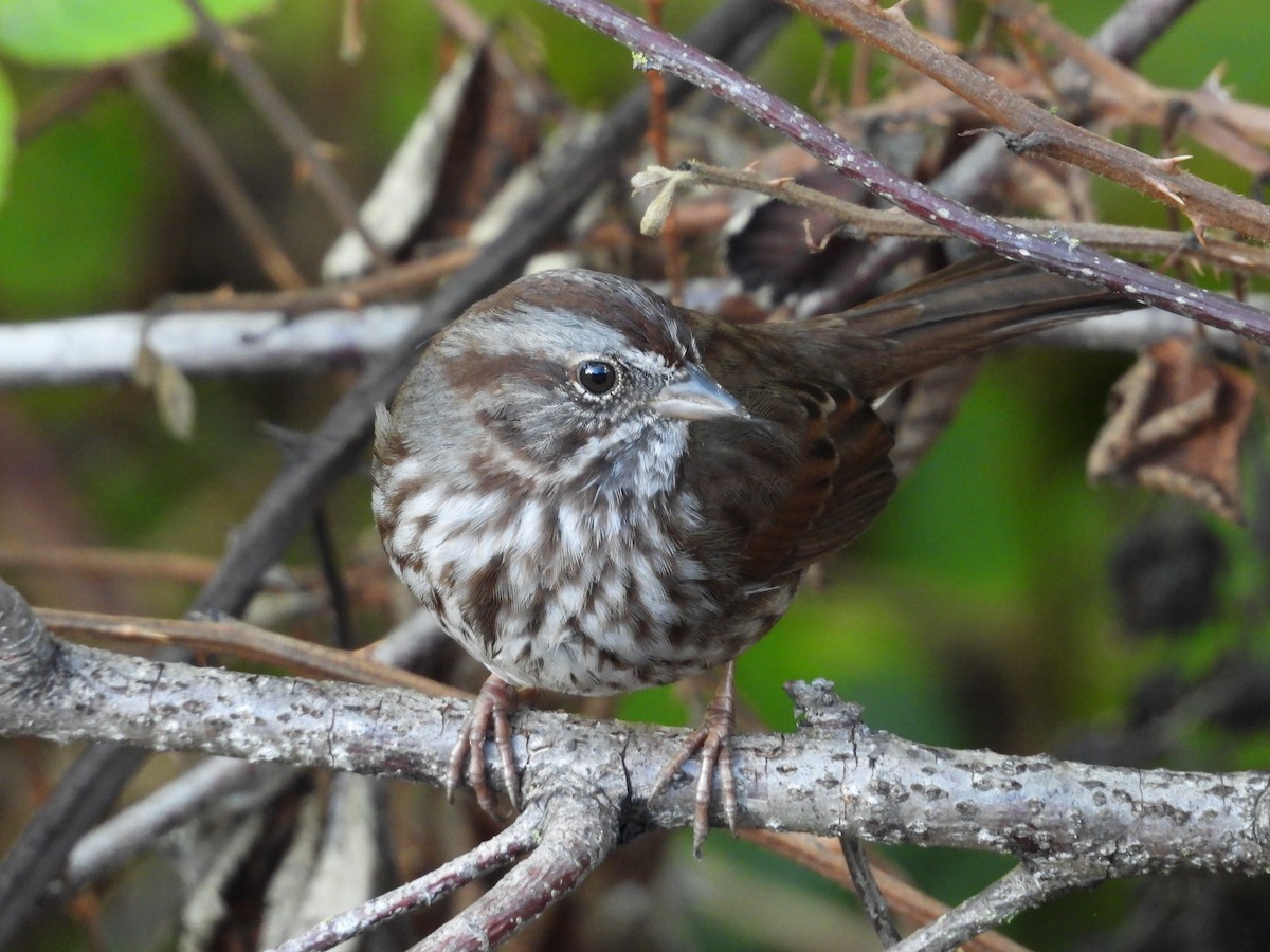 Song Sparrow - ML121725611