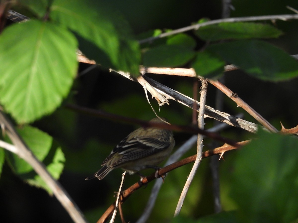 Lesser Goldfinch - ML121725731