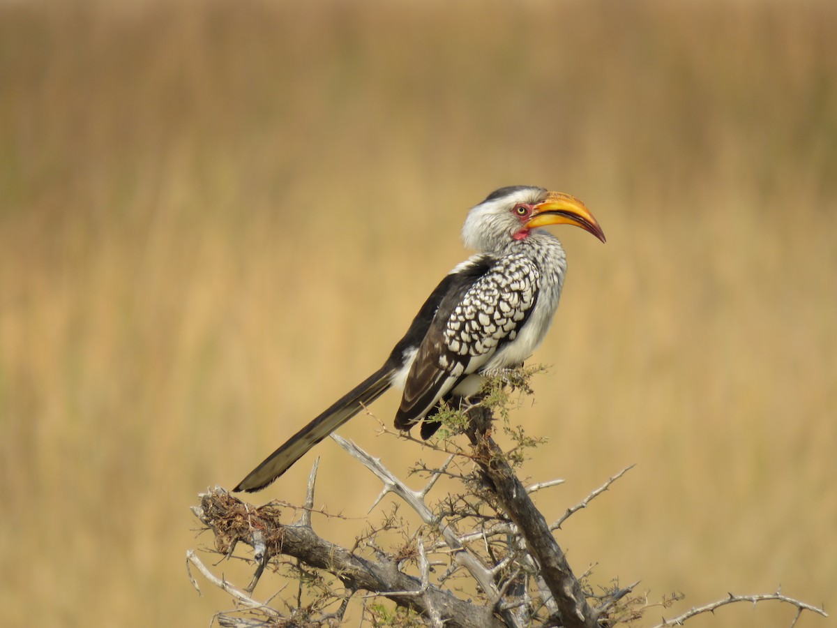 Southern Yellow-billed Hornbill - Nick Ramsey